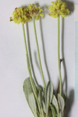 Eriogonum desertorum