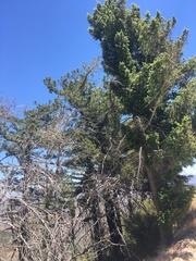 Pseudotsuga macrocarpa