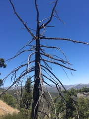 Pseudotsuga macrocarpa