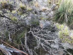 Allocasuarina pusilla