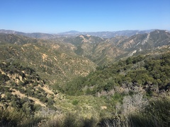 Pseudotsuga macrocarpa