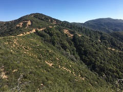 Pseudotsuga macrocarpa