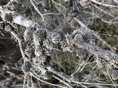 Allocasuarina pusilla