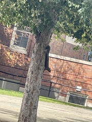 Sciurus carolinensis