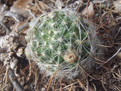 Mammillaria barbata