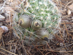 Mammillaria barbata