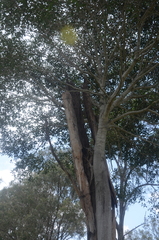 Ficus obliqua