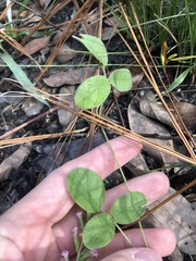 Galactia mollis