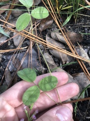 Galactia mollis
