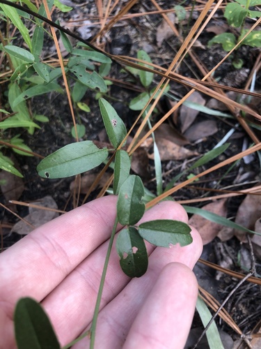 Sandhill Milkpea (Galactia brachypoda)