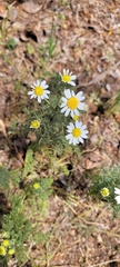 Asteraceae