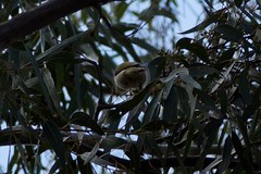 Ptilotula penicillata