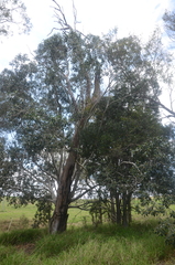 Ficus obliqua