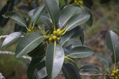 Ficus obliqua