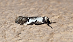 Philobota partitella