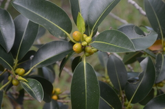Ficus obliqua