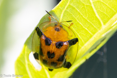 Aspidimorpha westwoodi