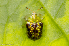 Cassida diomma