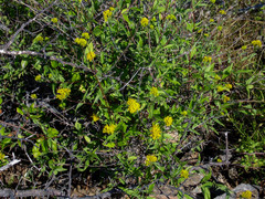 Aldama fruticosa