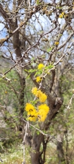 Vachellia caven