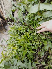 Hygrophila ringens