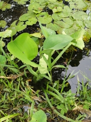 Limnocharis