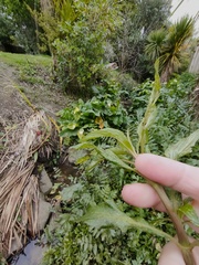Hygrophila ringens