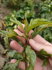Hygrophila ringens
