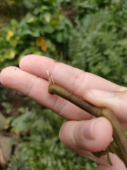 Hygrophila ringens