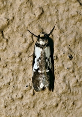 Philobota partitella