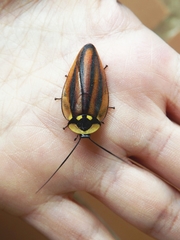 Rochaina phalerata