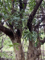 Machilus thunbergii