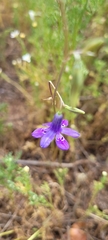 Conanthera trimaculata