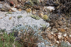 Eriogonum kingii