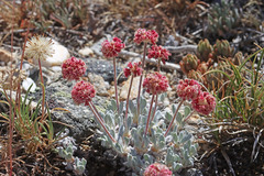 Eriogonum kingii