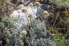 Eriogonum kingii