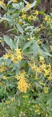 Cestrum parqui