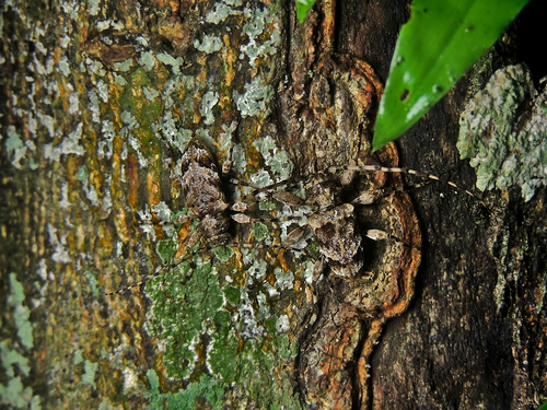 Oreodera purpurascens image