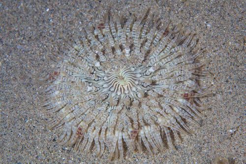 Photo of Beaded sea anemone (Heteractis aurora)