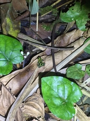 Ranitomeya variabilis