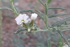 Euploca convolvulacea