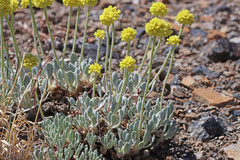 Eriogonum lewisii