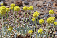 Eriogonum lewisii