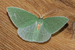 Chlorosea banksaria