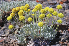 Eriogonum lewisii