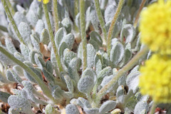 Eriogonum lewisii