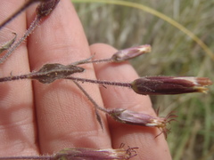 Brickellia amplexicaulis