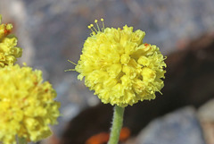 Eriogonum lewisii