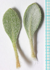 Eriogonum lewisii