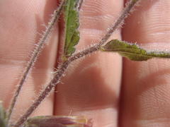 Brickellia amplexicaulis